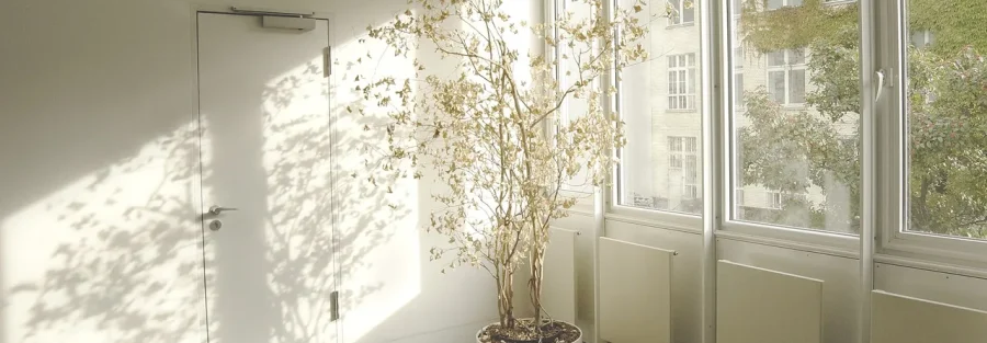 Abandoned office with a dried plant, illustrating UAE corporate tax deregistration after a company closes